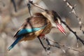 Mountain Zebra National Park, South Africa: Brown-hooded Kingfisher