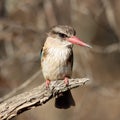 Mountain Zebra National Park, South Africa: Brown-hooded Kingfisher