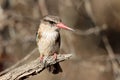 Mountain Zebra National Park, South Africa: Brown-hooded Kingfisher