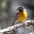 Mountain Zebra National Park, South Africa: Golden-breasted bunting Royalty Free Stock Photo