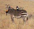 Mountain Zebra National Park, South Africa: Pied crow on the back of a zebra