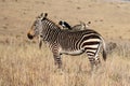 Mountain Zebra National Park, South Africa: Pied crow on the back of a zebra