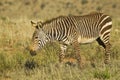 Mountain zebra walking and chewing grass