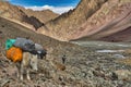 Mountaineers and donkeys carrying climbing equipment on a mountain path to the base camp of Stok Kangri peak at 5500m