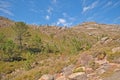 Mountainlandscape with rocks and pine treesl in the Portuguese countryside Royalty Free Stock Photo