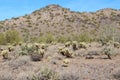 A mountainous, desert landscape filled with Saguaro and cholla cacti, Palo Verde trees and dry brush in Scottsdale, Arizona Royalty Free Stock Photo