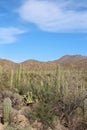 A mountainous desert landscape filled with Saguaro, Cholla and Prickly Pear cacti, Palo Verde trees, Ocotillo, and scrub brush