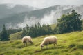 Mountainous landscape with grazing sheep and misty foggy backdrop Royalty Free Stock Photo