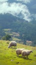 Mountainous landscape with grazing sheep and misty foggy backdrop Royalty Free Stock Photo