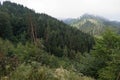 Mountainous mixed forest Royalty Free Stock Photo