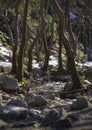 Mountainous rapid river with clear water in the forest in the mountains Dirfis on the island of Evia, Greece