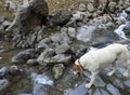 Mountainous rapid river with clear water in the forest in the mountains Dirfys on the island of Evia, Greece