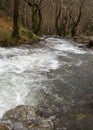 Mountainous rapid river with clear water in the forest in the mountains Dirfys on the island of Evia, Greece