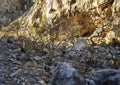 Mountainous rapid river with clear water and plane trees in the forest in the mountains Dirfys on the island of Evia, Greece Royalty Free Stock Photo