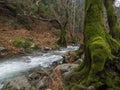 Mountainous rapid river with clear water and a tree overgrown with moss in the forest in the mountains Dirfys on the island of