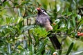 Leisurely meal Heterophasia auricularis