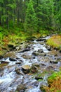 Mountainous river in the forest Royalty Free Stock Photo
