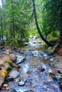 Mountainous river in the forest Royalty Free Stock Photo