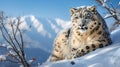 Mountainous terrain with rare snow leopard and sky Royalty Free Stock Photo