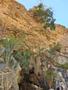 mountains area and Some trees and their roots