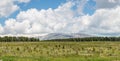 Mountains in the background of the forest beyond the meadow