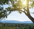 Mountains beautiful inspirational landscape in summer day. sun shines through the branches of a tree in the foreground