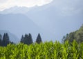 Mountains behind corn field Royalty Free Stock Photo