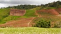 Mountains that are being planted with tropical plants including banana trees in Puerto Rico.