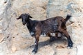 Mountains goat on rocky volcanic hillsides, Fuerteventura, Canary islands, Spain in winter Royalty Free Stock Photo