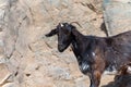 Mountains goat on rocky volcanic hillsides, Fuerteventura, Canary islands, Spain in winter Royalty Free Stock Photo