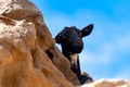 Mountains goat on rocky volcanic hillsides, Fuerteventura, Canary islands, Spain in winter Royalty Free Stock Photo