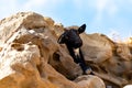 Mountains goat on rocky volcanic hillsides, Fuerteventura, Canary islands, Spain in winter Royalty Free Stock Photo