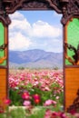 Mountains On Blue Sky Clouds And Cosmos Bipinnatus Flowers Field Natural Background From Window Frame View