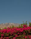 Mountains and bougainvillea Royalty Free Stock Photo