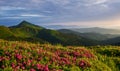Mountains covered with flowers. Majestic Carpathians. Beautiful landscape. Breathtaking view