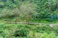 Mountains covered with a lush forest Royalty Free Stock Photo