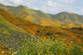 Mountains Covered in Wild California Poppies Royalty Free Stock Photo