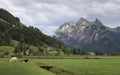 Mountains and cows on meadows at lake Sihlsee, Einsiedeln Switzerland Royalty Free Stock Photo