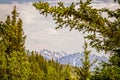 Mountains in Denali National Park in Alaska USA framed by pine trees and viewed over miles of wilderness forest Royalty Free Stock Photo