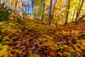 Mountains of fallen leaves on the mountain - Fall in Central Ontario, Canada