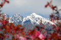 Mountains through Flora