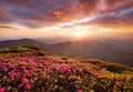 Mountains during flowers blossom and sunrise. Flowers on the mountain hills. Beautiful natural landscape at the summer time Royalty Free Stock Photo