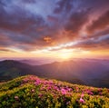 Mountains during flowers blossom and sunrise. Flowers on the mountain hills.