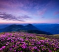 Mountains during flowers blossom and sunrise. Flowers on the mountain hills. Royalty Free Stock Photo