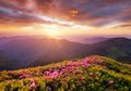 Mountains during flowers blossom and sunrise. Flowers on the mountain hills. Beautiful natural landscape at the summer time Royalty Free Stock Photo