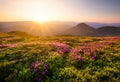 Mountains during flowers blossom and sunrise. Flowers on mountain hills. Natural landscape at the summer time. Mountains range.