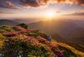 Mountains during flowers blossom and sunrise.