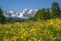 Mountains flowers buttercup yellow meadow