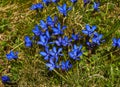 Mountains Flowers