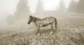 Mountains foggy horse Royalty Free Stock Photo